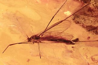 Detailed Fossil Crane Fly (Limoniidae) Laying Eggs In Baltic Amber #272665