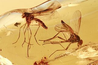 Two Detailed Fossil Snipe Flies (Rhagionidae) In Baltic Amber #272686