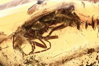 Detailed Fossil Soldier Beetle (Cantharinae) in Baltic Amber #272689