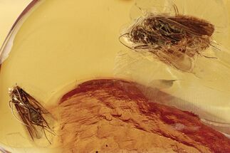 Four Detailed Fossil Caddisflies (Trichoptera) In Baltic Amber #272695