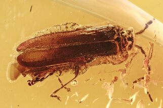 Fossil Soldier Beetle (Cantharinae) in Baltic Amber #272702