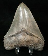 Top Quality Megalodon Tooth - Medway Sound #15715