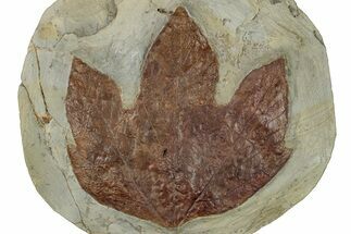 Fossil Sycamore Leaf (Macginitiea) - Montana #270968