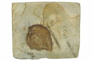 Fossil Leaf (Archeampelos) - Montana #270976