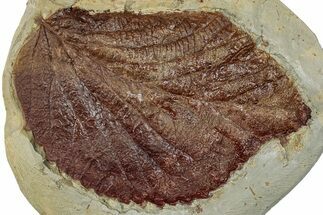 Fossil Leaf (Beringiaphyllum) - Montana #270984
