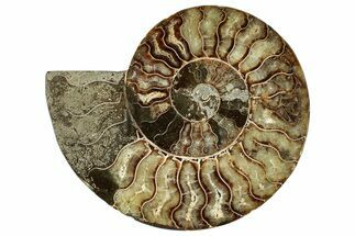Cut & Polished Ammonite Fossil (Half) - Madagascar #267988