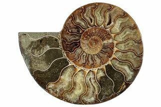 Cut & Polished Ammonite Fossil (Half) - Madagascar #267998