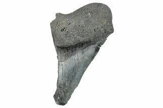 Partial Megalodon Tooth - South Carolina #272549