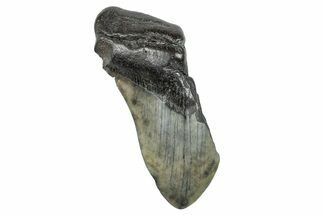 Partial Megalodon Tooth - South Carolina #272555