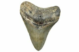 Serrated, Fossil Megalodon Tooth - North Carolina #272795