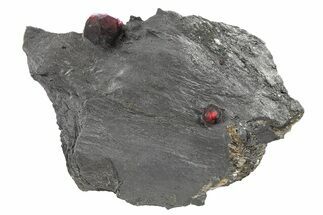 Plate of Two Red Embers Garnets in Graphite - Massachusetts #272747