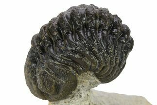 Curled Phacopid (Morocops) Trilobite - Foum Zguid, Morocco #272837