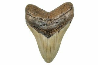 Serrated, Fossil Megalodon Tooth - North Carolina #272855