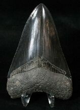 Glossy, Black Megalodon Tooth - Bone Valley #15732