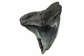 Snaggletooth Shark (Hemipristis) Tooth - Huge For Species #270014