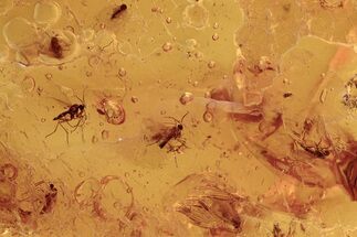 Fossil Gnat Swarm, Ant, and Rove Beetle in Baltic Amber #273191