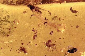 Two Fossil Spiders and a Fly in Baltic Amber #273288