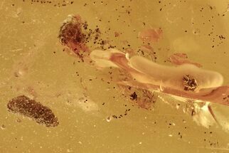 Fossil Coprolite, Fungus, and Fly Larva in Baltic Amber #273292