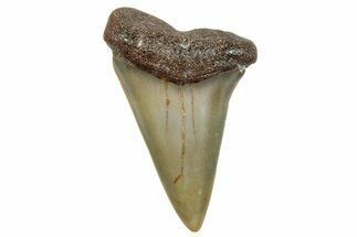 Fossil Broad-Toothed Mako Shark Tooth - North Carolina #272989