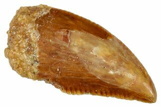 Serrated, Raptor Tooth - Real Dinosaur Tooth #273082