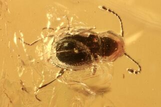 Tiny Fossil Ant-Like Stone Beetle (Scydmaeninae) in Baltic Amber #273364