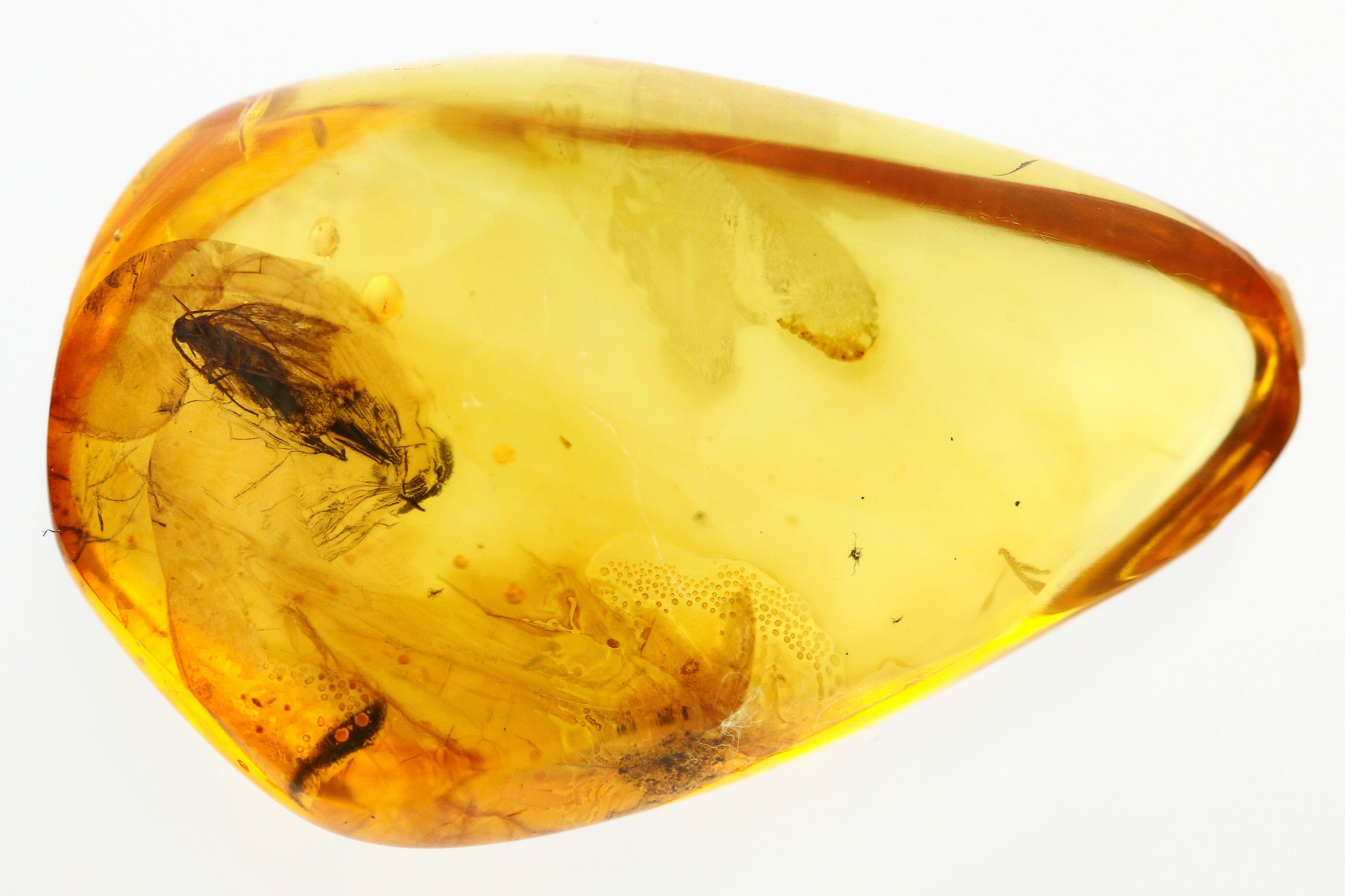 Fossil Moth (Lepidoptera) in Baltic Amber (#273368) For Sale ...