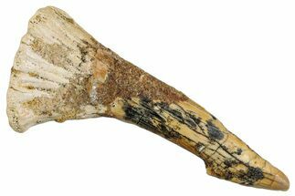 Fossil Sawfish (Onchopristis) Rostral Barb - Morocco #273335