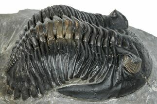 Detailed Hollardops Trilobite Fossil - Excellent Eye Facets #273423