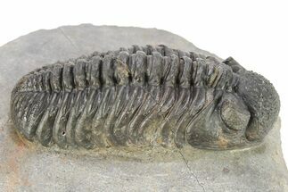 Phacopid (Adrisiops) Trilobite - Chocolate Brown Shell #273440