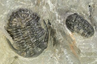 Hollardops Trilobite With Gerastos #273449