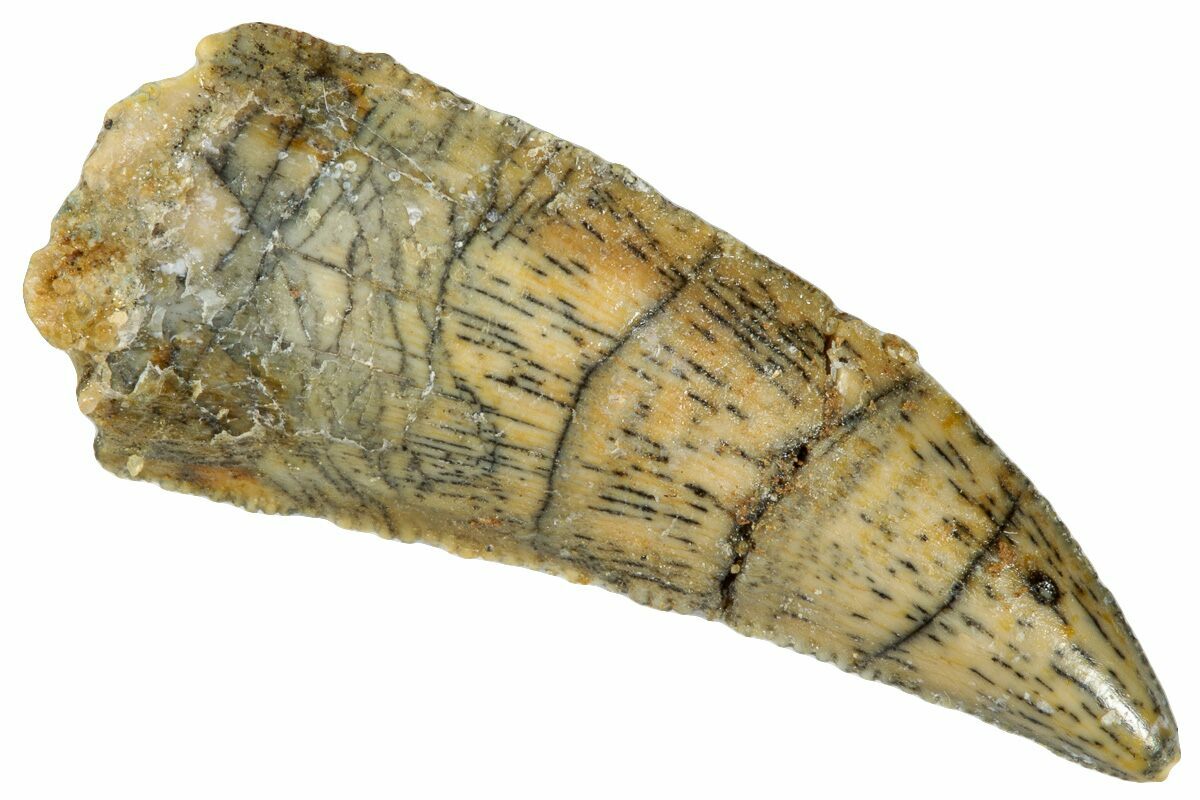 Dinosaur Tooth Scan Serrated, 1.00