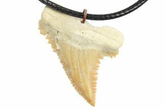 Serrated, Fossil Paleocarcharodon Shark Tooth Necklace #273602