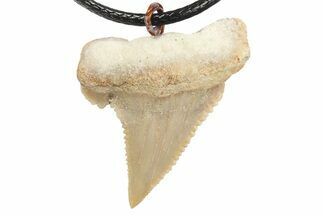 Serrated, Fossil Paleocarcharodon Shark Tooth Necklace #273607