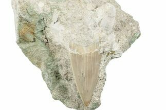Large Otodus Shark Tooth Fossil in Rock - Morocco #273642