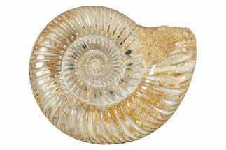 Polished Jurassic Ammonite (Perisphinctes) - Madagascar #273706