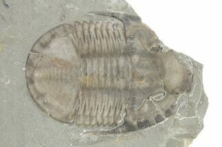 Isoteloides Flexus Trilobite - Fillmore Formation, Utah #274039