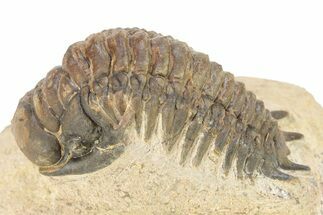 Crotalocephalina Trilobite - Lghaft, Morocco #273874