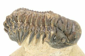 Crotalocephalina Trilobite - Lghaft, Morocco #273875