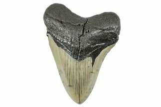 Serrated, Fossil Megalodon Tooth - North Carolina #273940
