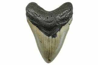 Serrated, Fossil Megalodon Tooth - North Carolina #273946
