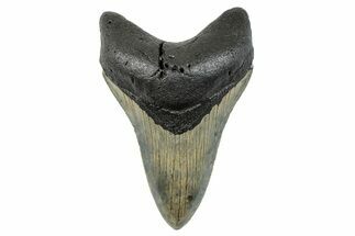 Serrated, Fossil Megalodon Tooth - North Carolina #273947