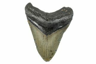 Serrated, Fossil Megalodon Tooth - North Carolina #273948