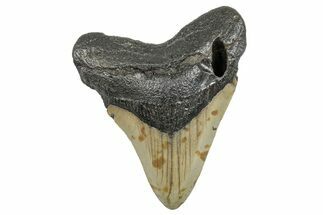 Serrated, Fossil Megalodon Tooth - North Carolina #273954