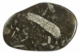 Polished Devonian Fossil Coral and Bryozoan Plate - Morocco #273149