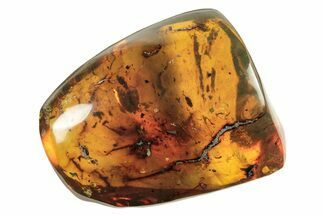 Polished Chiapas Amber ( g) - Mexico #274432