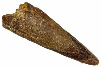 Fossil Pterosaur (Siroccopteryx) Tooth - Morocco #274262