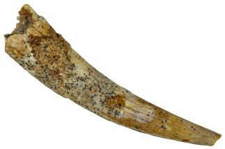 Fossil Pterosaur (Siroccopteryx) Tooth - Morocco #274274
