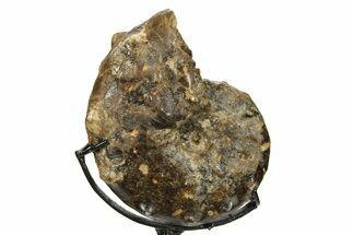 Cretaceous Ammonite (Mammites) Fossil with Metal Stand - Morocco #274602