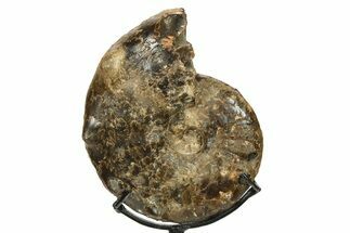 Cretaceous Ammonite (Mammites) Fossil with Metal Stand - Morocco #274603