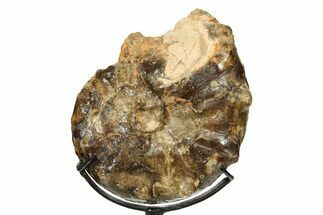 Cretaceous Ammonite (Mammites) Fossil with Metal Stand - Morocco #274615